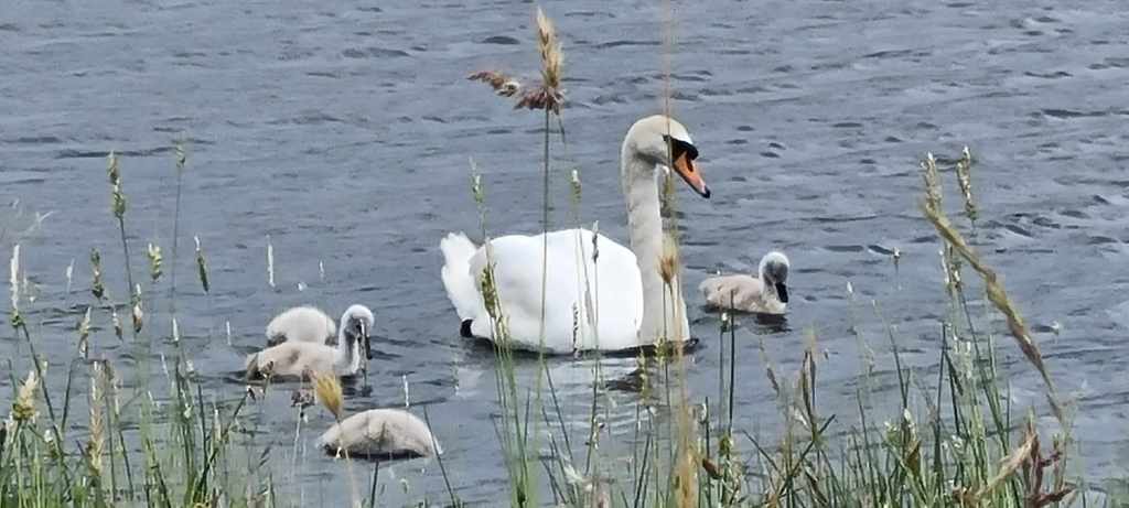 Swan and cygnets at The Knapps, Kilmacolm, Renfrewshire, SCOTLAND.