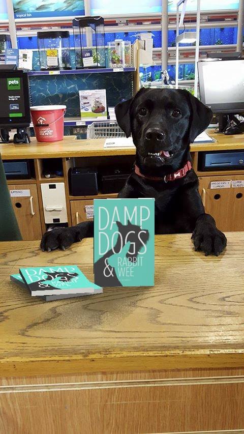 Photo of a black labrador attending the counter of a pet shop, on which is placed a few copies of the post author's book, 'Damp Dogs & Rabbit Wee.'