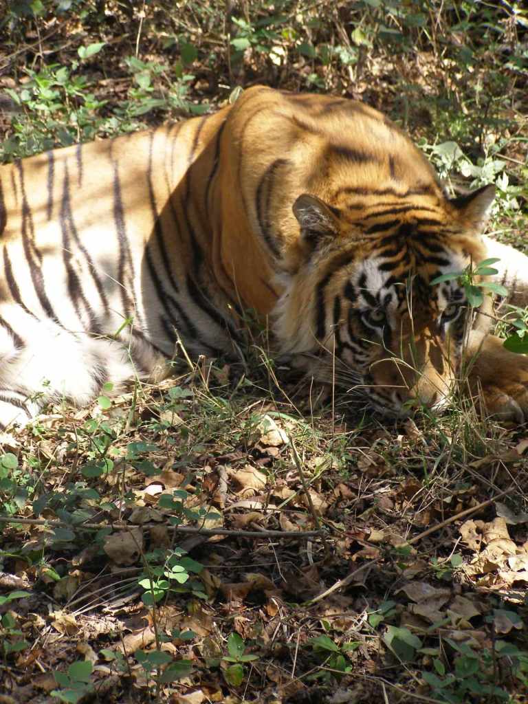 Tiger lying with chin resting on a leaf strewn ground.
